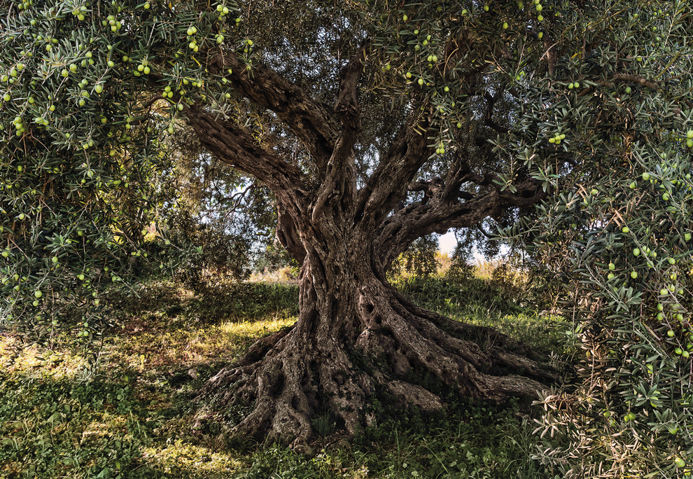 8-531 Olive Tree, fotomurale 8 teli, misura 368 x 254 cm
