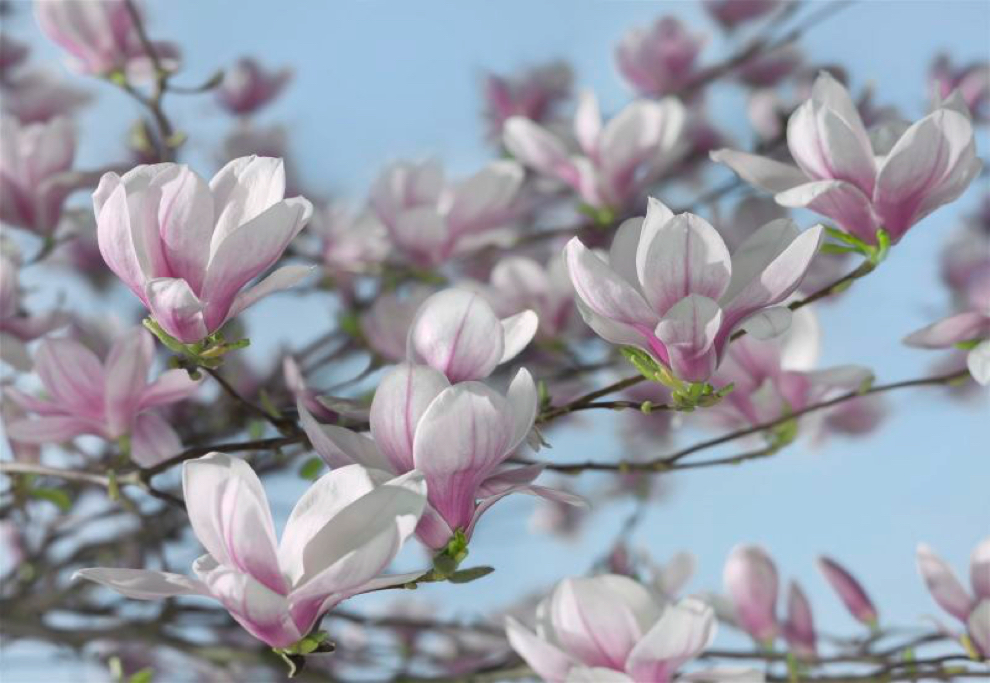 8-738 Magnolia - Fotomurale Komar Imagine ed.5- Collezione Colours - Misura cm.368x254 H.