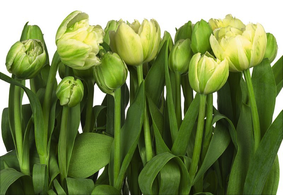 8-900 Tulips, fotomurale 8 teli, misura 368 x 254 cm