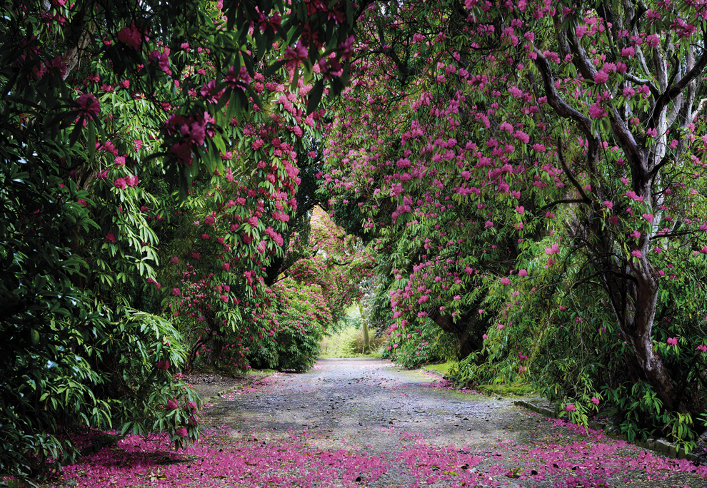 8-985 Wicklow Park, fotomurale 8 teli, misura 368 x 254 cm