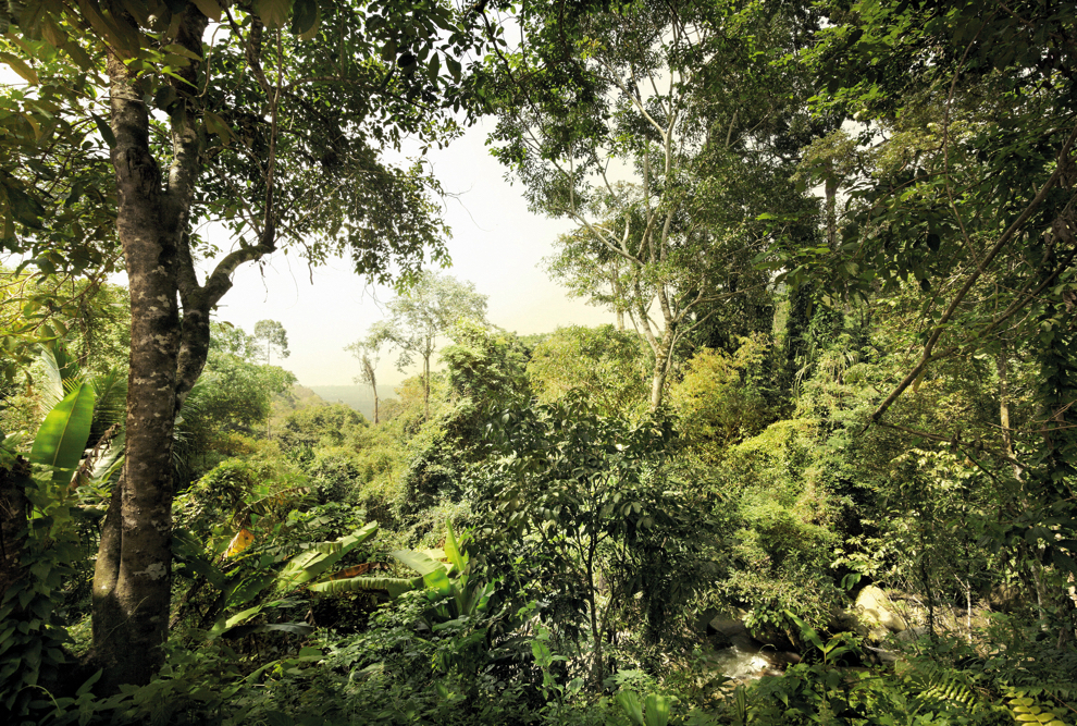 XXL4-024 Dschungel, fotomurale 4 teli, misura 368 x 248 cm