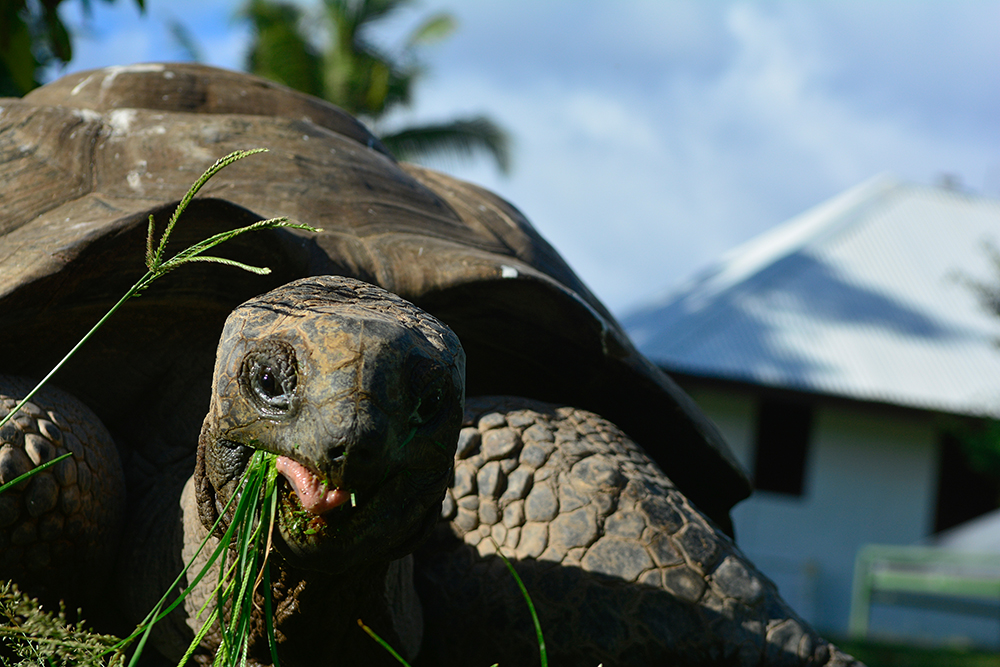 DD100037 Seychelles - Happy Turtle: Stampa Digitale Su Supporto Tnt PAtina Mt.4x2,67h.