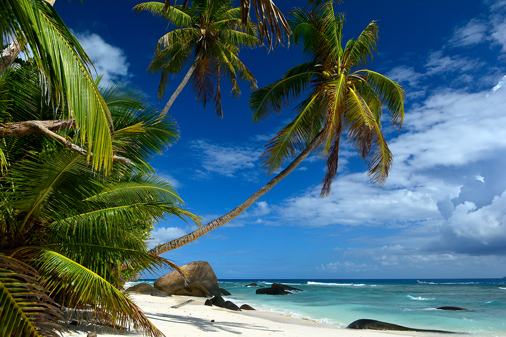 DD100055 Seychelles - Palm Trees On Beach: Stampa Digitale Su SupportO Tnt Patina Mt.4x2,67h.