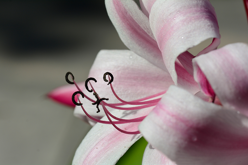 DD100103 Seychelles - Exotic Lily: Stampa Digitale Su Supporto Tnt PaTina Mt.4x2,67h.