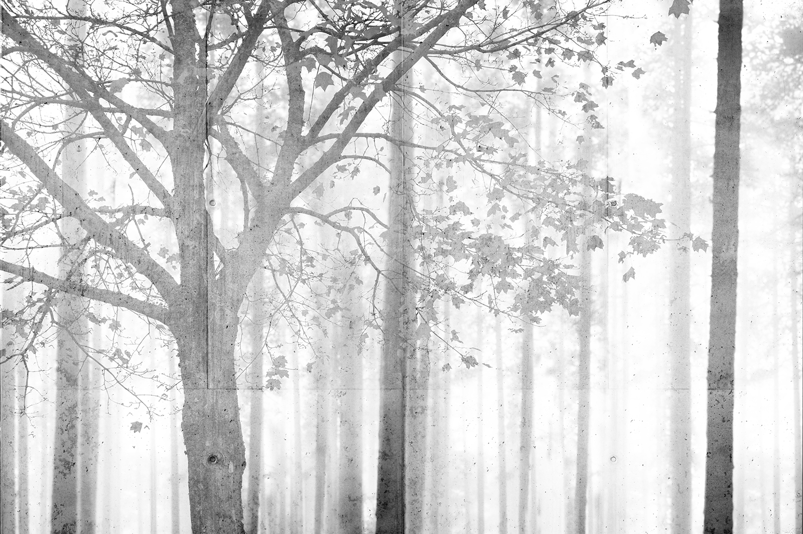 MD253945 Trees In The Fog 1 Misura Standard Cm.400x270h Su Matt