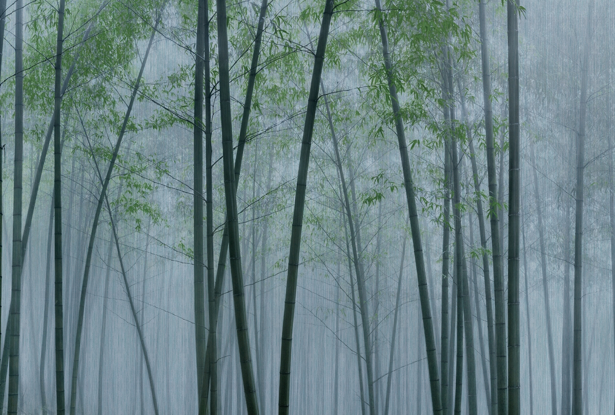 DD122105 In The Bamboo2 Stampa digitale su TNT Vlies Matt 130g/mq Misura Standard MT.4x2,7H