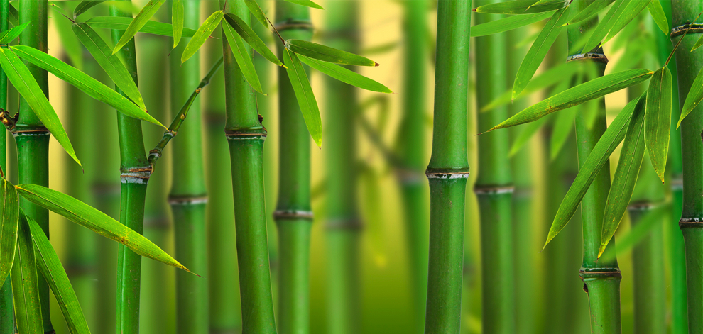 NA009 Bambooo