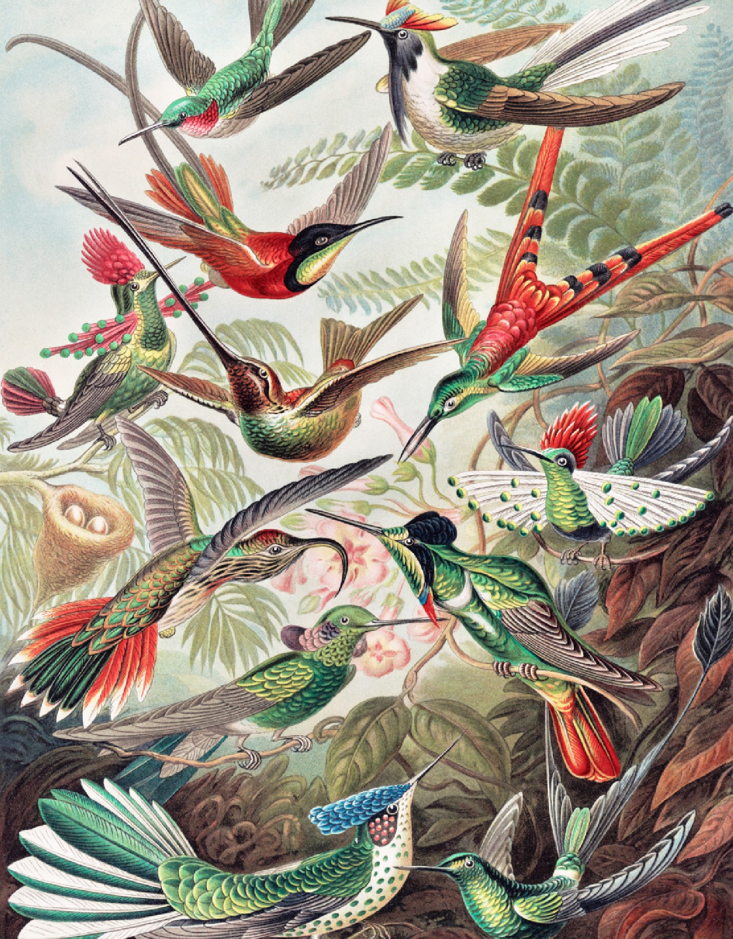 BYL26993 Birds of Paradise ,Stampa Digitale Babylon ,Standard su Nonwowen cm.210x270